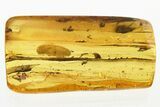 Fossil Hairy Fungus Beetle and Click Beetle in Baltic Amber #330627-1